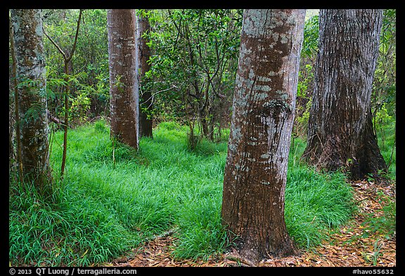 Old-growth forest of koa on kipuka. Hawaii Volcanoes National Park (color)