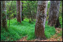 Old-growth forest of koa on kipuka. Hawaii Volcanoes National Park, Hawaii, USA. (color)