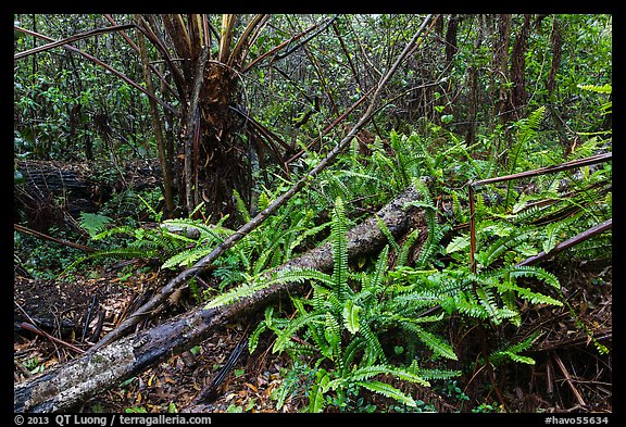 Upland mesic forest oasis, Kīpukapuaulu. Hawaii Volcanoes National Park (color)