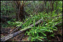 Upland mesic forest oasis, Kīpukapuaulu. Hawaii Volcanoes National Park ( color)