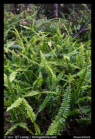 Ferns, Kīpukapuaulu. Hawaii Volcanoes National Park (color)