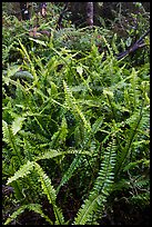 Ferns, Kīpukapuaulu. Hawaii Volcanoes National Park, Hawaii, USA. (color)