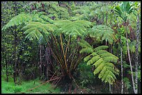 Giant ferns in Kipuka Puaulu old growth forest. Hawaii Volcanoes National Park, Hawaii, USA. (color)