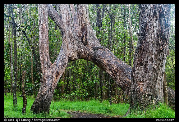 Ohia tree arch, Kīpukapuaulu. Hawaii Volcanoes National Park, Hawaii, USA.