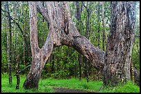 Ohia tree arch, Kīpukapuaulu. Hawaii Volcanoes National Park ( color)