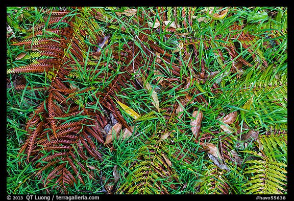 Ground close-up with ferns, grasses, and fallen koa leaves. Hawaii Volcanoes National Park (color)