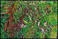 Ground close-up with ferns, grasses, and fallen koa leaves. Hawaii Volcanoes National Park, Hawaii, USA.