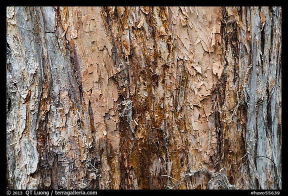 Bark detail, old-growth koa tree, Kīpukapuaulu. Hawaii Volcanoes National Park, Hawaii, USA.