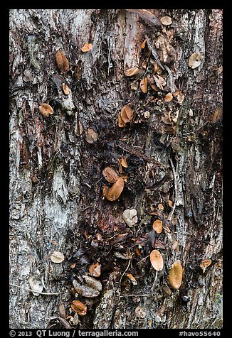 Tree trunk bark and fallen leaves, Kīpukapuaulu. Hawaii Volcanoes National Park (color)