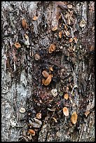 Tree trunk bark and fallen leaves, Kīpukapuaulu. Hawaii Volcanoes National Park, Hawaii, USA. (color)