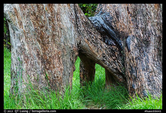 Base of Ohia tree with multiple trunks. Hawaii Volcanoes National Park (color)