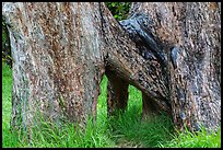 Base of Ohia tree with multiple trunks. Hawaii Volcanoes National Park, Hawaii, USA. (color)