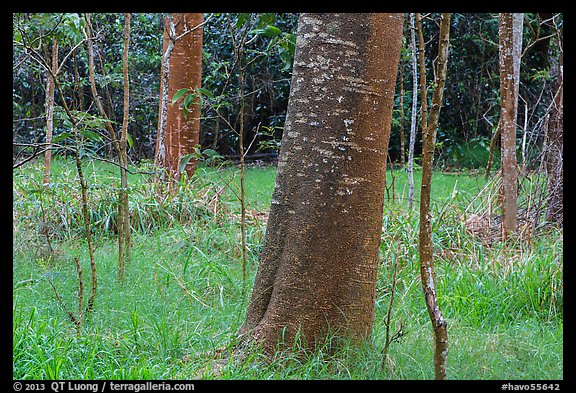 Koa trees with orange algea, Kīpukapuaulu. Hawaii Volcanoes National Park (color)