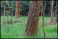 Koa trees with orange algea, Kīpukapuaulu. Hawaii Volcanoes National Park ( color)