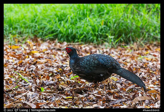 Pheasant, Kīpukapuaulu. Hawaii Volcanoes National Park (color)