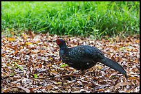 Pheasant, Kīpukapuaulu. Hawaii Volcanoes National Park ( color)