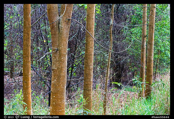 Koa tree tranks colored orange by algea, Kīpukapuaulu. Hawaii Volcanoes National Park (color)