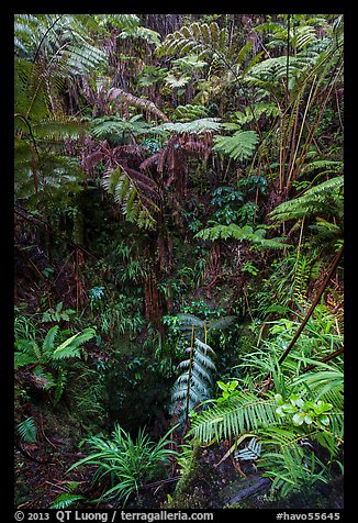 Ferns above lava skylight. Hawaii Volcanoes National Park (color)