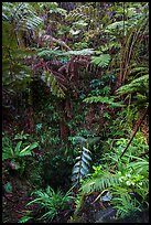 Ferns above lava skylight. Hawaii Volcanoes National Park ( color)