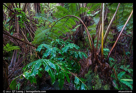 Giant tree ferns glistering with rainwater. Hawaii Volcanoes National Park (color)