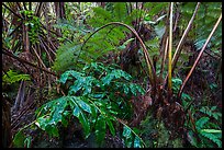 Giant tree ferns glistering with rainwater. Hawaii Volcanoes National Park ( color)