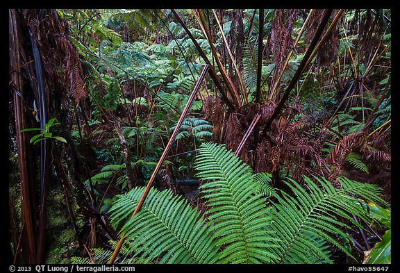 Ferns in lush rainforest. Hawaii Volcanoes National Park (color)