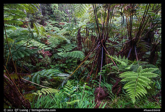 Hapuu (Cibotium menziesii). Hawaii Volcanoes National Park (color)