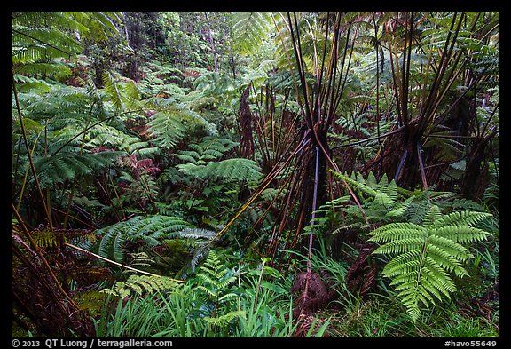 Hapuu (Cibotium menziesii). Hawaii Volcanoes National Park (color)