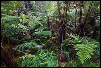 Hapuu (Cibotium menziesii). Hawaii Volcanoes National Park ( color)