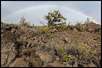 Srubs, lava, and rainbow, Kau desert. Hawaii Volcanoes National Park, Hawaii, USA. (color)