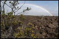 Ohelo shrub, lava field, and rainbow. Hawaii Volcanoes National Park ( color)