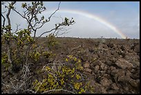 Ohelo shrub, lava field, and rainbow. Hawaii Volcanoes National Park, Hawaii, USA. (color)