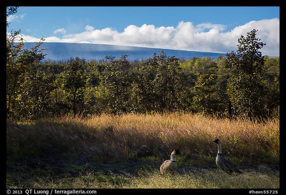 Nene birds and Mauna Loa. Hawaii Volcanoes National Park, Hawaii, USA.