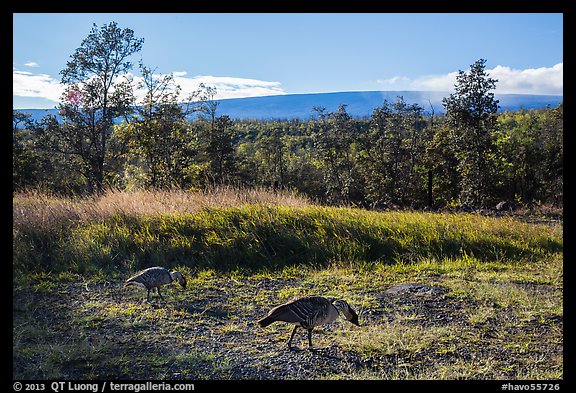 Nenes and Mauna Loa. Hawaii Volcanoes National Park (color)