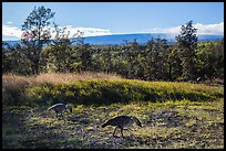 Nenes and Mauna Loa. Hawaii Volcanoes National Park, Hawaii, USA. (color)