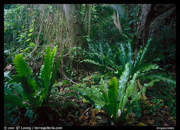 Ferns in coastal paleotropical rainforest near Saua, Tau Island. National Park of American Samoa (color)