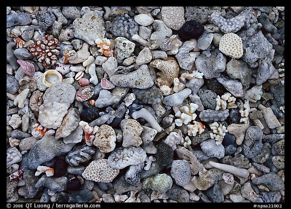 Beached coral, Tau Island. National Park of American Samoa (color)