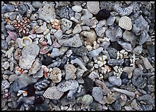 Beached coral, Tau Island. National Park of American Samoa (color)