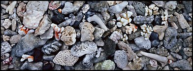 Close-up detail of beached coral, Tau Island. National Park of American Samoa