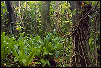 Ferns in coastal paleotropical rainforest near Saua, Tau Island. National Park of American Samoa (color)