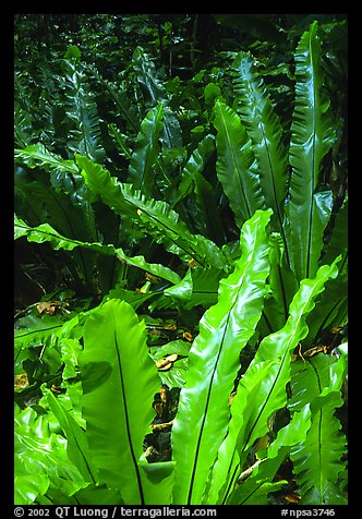 Ferns in coastal paleotropical rainforest, Tau Island. National Park of American Samoa (color)