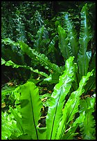 Ferns in coastal paleotropical rainforest, Tau Island. National Park of American Samoa ( color)