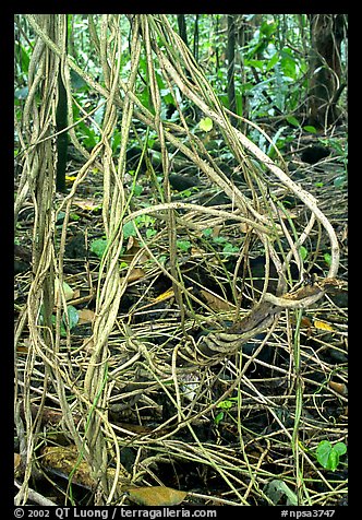 Lianas in coastal paleotropical rainforest, Tau Island. National Park of American Samoa