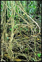 Lianas in coastal paleotropical rainforest, Tau Island. National Park of American Samoa ( color)