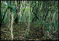 Coastal paleotropical rainforest near Saua, Tau Island. National Park of American Samoa (color)