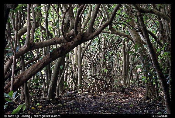 Trees and road, coastal paleotropical rainforest near Saua, Tau Island. National Park of American Samoa (color)
