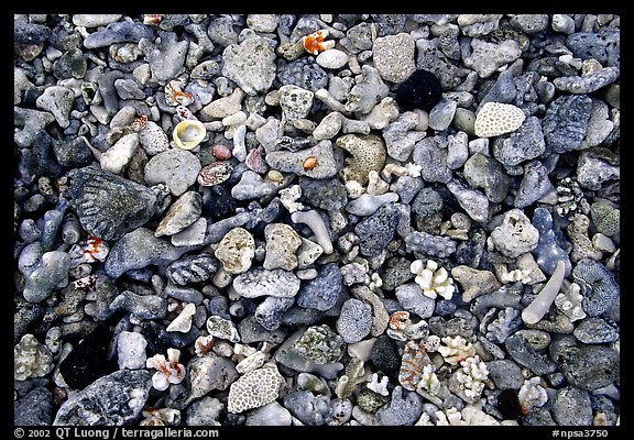 Beached coral, Tau Island. National Park of American Samoa