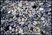 Beached coral, Tau Island. National Park of American Samoa