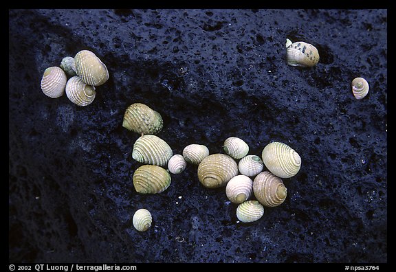 Shells on balsalt rock, Tau Island. National Park of American Samoa (color)