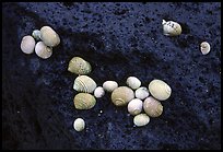 Shells on balsalt rock, Tau Island. National Park of American Samoa (color)